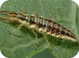 Lacewing larva (Joseph Berger, Bugwood.org) 