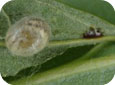 Lacewing cocoon (Joseph Berger, Bugwood.org)