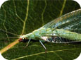 Green lacewing adult (D. Epstein, MSU) 