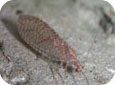 Brown lacewing adult 
