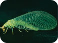 Lacewing adult