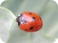 Coccinella septempunctata (7 spotted lady beetle) 