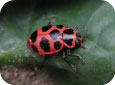 Coleomegilla maculata (spotted lady beetle) 
