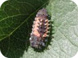 Harmonia axyridis (multicoloured Asian lady beetle) larva 