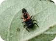 Harmonia axyridis (multicoloured Asian lady beetle) larva 