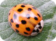 Multi-coloured Asian lady beetle adult, note characteristic “M” behind the head