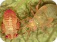 Mullein bug nymph (right) with pear psylla nymphs (left) (Bradley Higbee, Paramount Farming Co.)