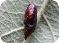 OBLR pupal case with tachinid  fly exit hole
