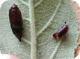 OBLR pupal case (right) with tachinid fly pupal case (left)