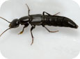 Tasgius ater, a common rove beetle found in many agricultural habitats (Photo by D. Cheung, DKB Digital Designs)