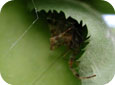 Spider in rolled leaf web
