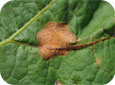Pyncidia on leaf lesion