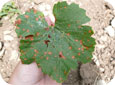 Black rot lesions on leaf
