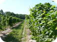 Riesling vineyard at pea-size berry