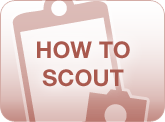 How to scout