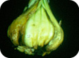 Bulb and stem nematode damage