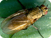 Onion Insect ID Key