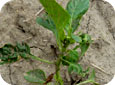 Mesotrione injury on Peppers