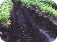 Tractor ruts in muck soil