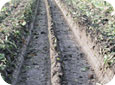 Tire ruts and compaction