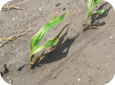 Wind erosion damage on corn