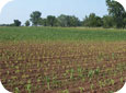 Stunted Sweet Corn on a Low pH Soil