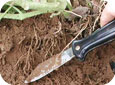 Rooting and soil structure