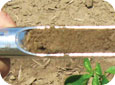Soil probes can show texture and the soil profile
