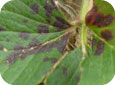 Leaf scorch lesions on leaf