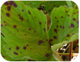 Leaf scorch lesions on leaf