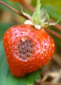 Brown, round, firm  sunken lesions on ripe strawberry fruit