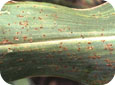 Common rust – infected leaf