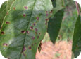 Bacterial canker on sweet cherry leaves