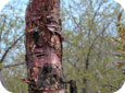 Bacterial canker on sweet cherry trunk