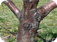 Le chancre bactérien sur le tronc d'un cerisier doux