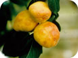 PPV symptoms on apricot fruitlets