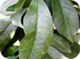 PPV symptoms on leaves