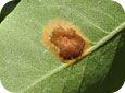 Aecia on underside of pear leaf