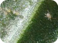 Two-spotted Spider Mites