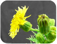 Annual sow-thistle flower