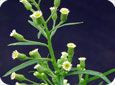 Flowers of the Canada fleabane weed