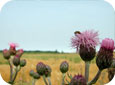 Canada thistle in flower 