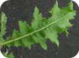 Canada thistle leaf