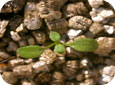 Common chickweed seedling