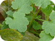Leaves  of Creeping Charlie (ground ivy)