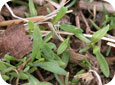Dwarf snapdragon seedlings 