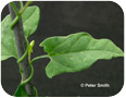 Field Bindweed leaf