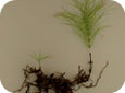 Field horsetail roots