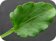 Field violet leaf