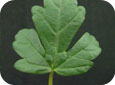 flower-of-an-hour leaf